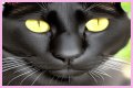Can a Bombay cat have green eyes? – Janet-Panic.com